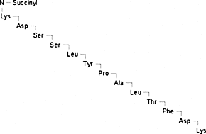 N-Succinyl-Lys-Asp-Ser-Ser-Leu-Tyr-Pro-Ala-Leu-Thr-Phe-Asp-Lys