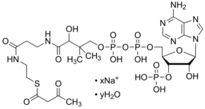 Acetoacetyl coenzyme A sodium salt hydrate