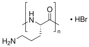 Poly-L-ornithine solution