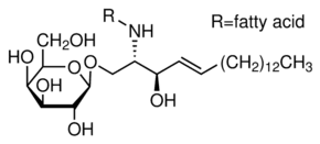 Galactocerebrosides from bovine brain