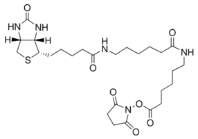 Biotinamidohexanoyl-6-aminohexanoic acid N-hydroxysuccinimide ester