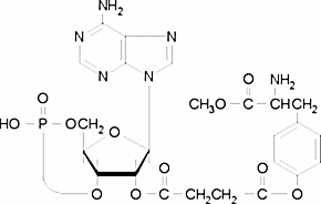 2′-O-Monosuccinyladenosine 3′:5′-cyclic monophosphate tyrosyl methyl ester