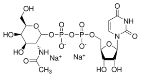 Uridine 5′-diphospho-N-acetylgalactosamine disodium salt