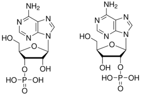Adenosine 2′(3′)-monophosphate mixed isomers