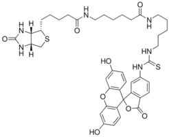 5(6)-(Biotinamidohexanoylamido)pentylthioureidylfluorescein