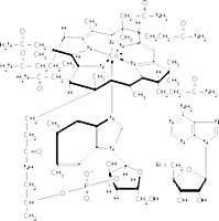 Coenzyme B12