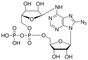 8-Azido-cyclic adenosine diphosphate-ribose