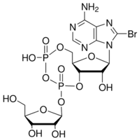 8-Bromo-cyclic adenosine diphosphate ribose