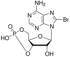 8-Bromoadenosine 3′,5′-cyclic monophosphate