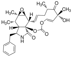 Cytochalasin E from Aspergillus clavatus