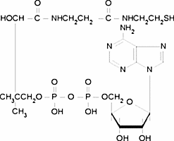 3′-Dephosphocoenzyme A
