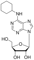 N6-Cyclohexyladenosine