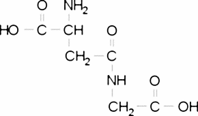 β-Asp-Gly