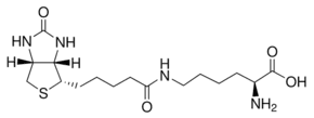 Biocytin