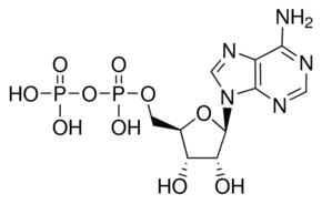 Adenosine 5′-diphosphate