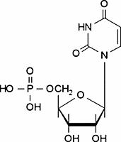 Uridine 5′-monophosphate