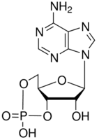 Adenosine 3′,5′-cyclic monophosphate