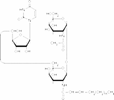 Tunicamycin C2 homolog
