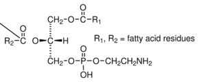 3-sn-Phosphatidylethanolamine from bovine brain