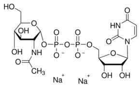 Uridine 5′-diphospho-N-acetylglucosamine sodium salt