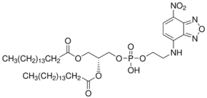 1,2-Dipalmitoyl-sn-glycero-3-phosphoethanolamine, 7-nitrobenzofurazan-labeled
