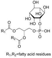 L-α-Phosphatidylinositol from Glycine max (soybean)