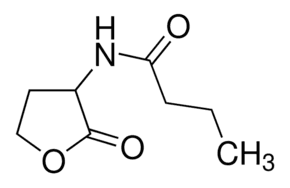 N-Butyryl-DL-homoserine lactone
